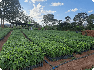 Rows of tree seedlings at Palma Mukuyuni Tree Nursery