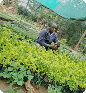 handling seedlings